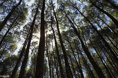 Hutan-Pinus-Mangunan-Jogja