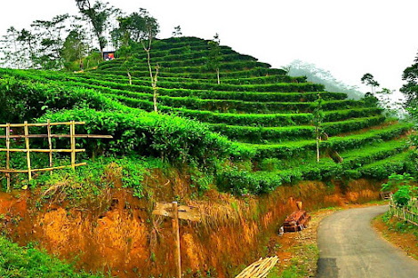 kebun-teh-nglinggo-samigaluh